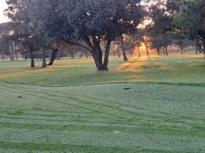 Sunrise at Royal Cape Golf Club with sunlight streaming through trees, casting long rays and shadows across the course surface.