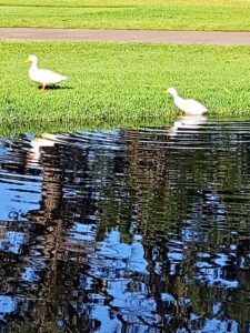Geese exiting a rippled water hazard at Royal Cape Golf Club on a clear day, with reflections visible on the water surface.