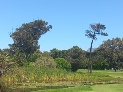 Fairway at Royal Cape Golf Club with a water hazard on the left side with reeds and greenery and trees forming a natural backdrop.