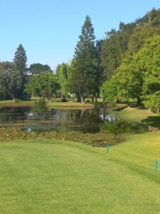 Water hazard beside the fairway at Royal Cape Golf Club, with reflections of nearby plants and greenery visible on the calm water surface.
