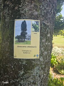 Heritage tree identification label on an Araucaria columnaris (Cook pine) at Rondebosch Golf Club, January 2026.